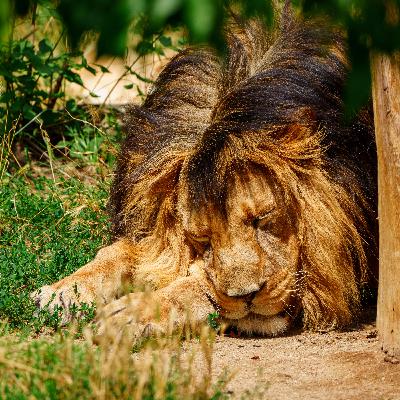 Story 57: The Lion and The Mouse