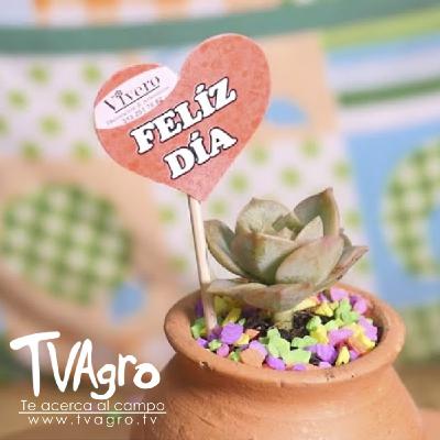 Regala vida: Como hacer recordatorios con suculentas - TvAgro por Juan Gonzalo Angel Restrepo