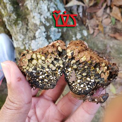 Rhizofiltration and Rhizodegradation – Helping Nature Do His Thing part 3