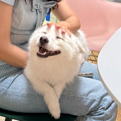 如何不让小狗在家打滑