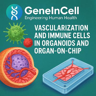 Vascularization, Immune Cells, Organoids and Organ-On-Chip | GeneInCell | 2025
