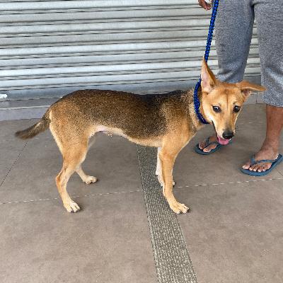 犬をfoster（一時里親）で飼い始めた話