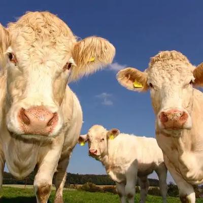 Cattle Dealer, A Short Biography by : Jim Monks Cattle Dealer, A Short Biography by : Jim Monks