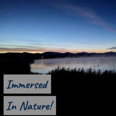 Wilson’s snipes in the summer night (agachonas norteamericanas en la noche) - 10 hours of soothing nocturnal marsh sounds - los sonidos relajantes de la noche por un humedal