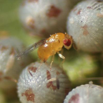 Энтомофаги в защите сельхозкультур: опыт Бразилии