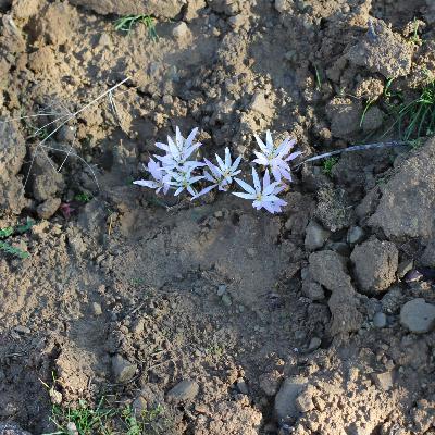 From Bubbles to Brains: The Evolution of Life on Earth