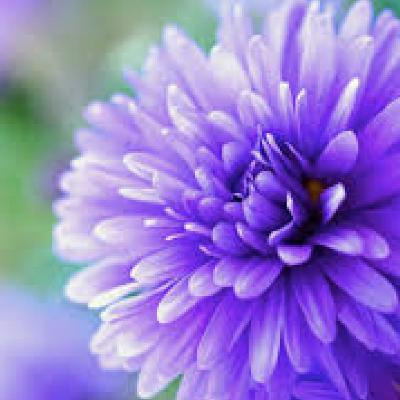 I fiori di Lola cl2 (Roberta)