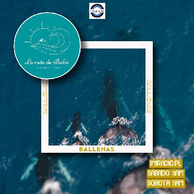 #33 Ballenas, su estado de conservación