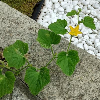 メロン251004