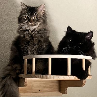 Tomorrow subject cats love birds videos.