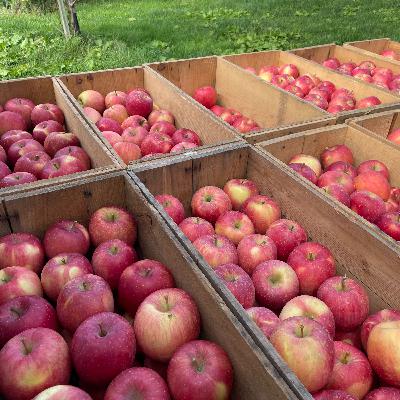 #29 タイヤ交換豆知識／免許更新報告／ホームセンターサンデー／りんごの出荷と”いかりりんご”　2025年11月1日 #弘前 #雑談