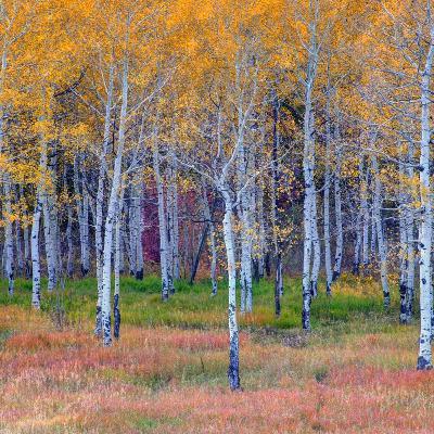Selling Your Photography in the time of the Corona Virus