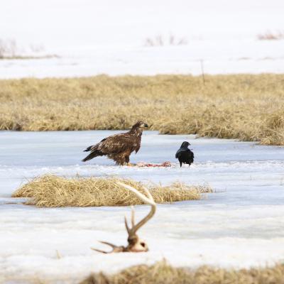 This Week in Yellowstone: February 26th to March 4th, 2026