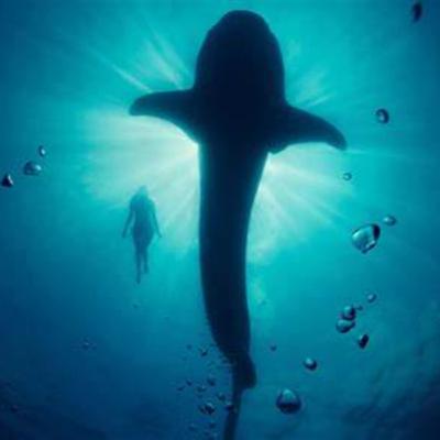 WHALE SPIRIT GUIDED SHAMANIC JOURNEY