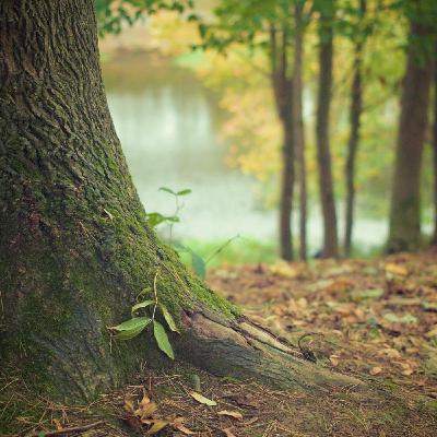 8 Horas de Sonidos de la Naturaleza del Bosque con Agua y Pájaros para Relajación Meditación Dormir Estudiar Spa