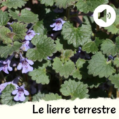 Le lierre terrestre Le lierre terrestre