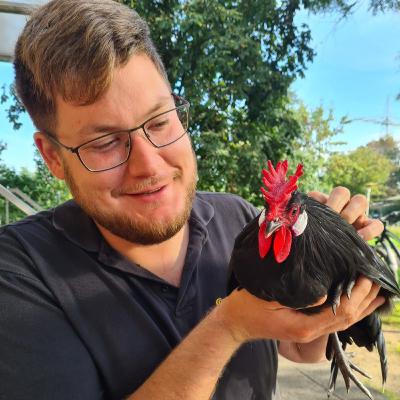 Special Rasseportrait: Augsburger Hühner - Teil 1 - Zwerg-Augsburger #27