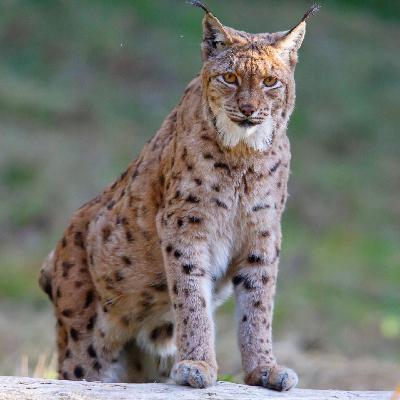 Die Tierdocs: Luchs fuchtelt herum Die Tierdocs: Luchs fuchtelt herum