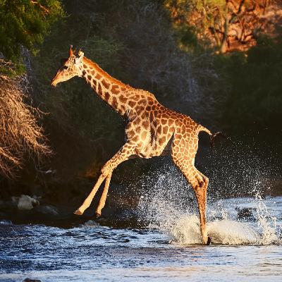 Giraffe (genwaabiigigwed) - Anishinaabe WOTD