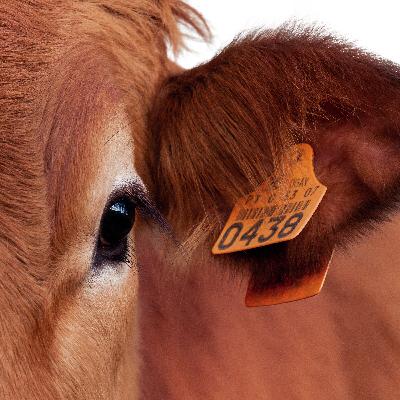 Ease Of Animal ID Can Make A Difference