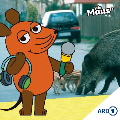 Große Aufregung: Wildschweine rennen durch ein Wohngebiet