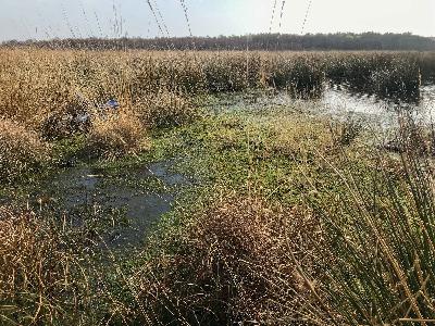 Nature Tripping Episode 16 - Little Woolden Moss
