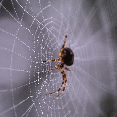 E25_A Spider and A Fly - Part 4 E25_A Spider and A Fly - Part 4