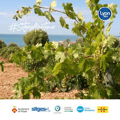 SITGES, l'œnotourisme et la Malvoisie