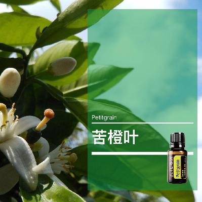 第四十二课：苦橙叶