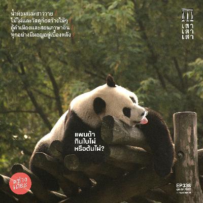 เสาเสาเสา 338 : แพนด้ากินใบไผ่หรือต้นไผ่? #ช่างเถอะ