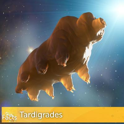 Fun Facts About Tardigrades