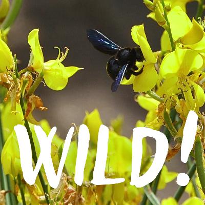 Die bunte Welt der Wildbienen – mit Dominik Jentzsch (Deutschland summt)