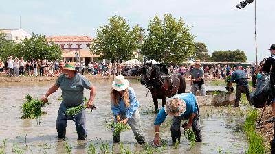 Comença la sega de l'arròs al delta de l'Ebre amb previsió estable