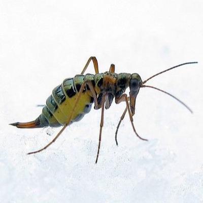 Snow Scorpionflies