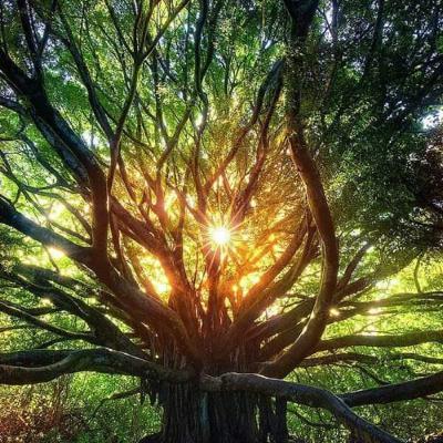 Meditar sanando:Entrenamiento Autógena Creativa o vivencial, primeros pasos Dormir profundo sanando Meditar sanando:Entrenamiento Autógena Creativa o vivencial, primeros pasos Dormir profundo sanando