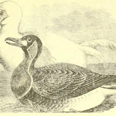 2: 4. The Dodo: Icon of Extinction and Conservation Inspiration AUTHOR: Stephen Moss BOOK TITLE: 10 Birds That Changed the World This section focuses on the Dodo, which became the icon of extinction. It went extinct on Mauritius within about 80 years after E