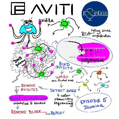E13: Sequencing by Avidity | Element Biosciences + XLEAP
