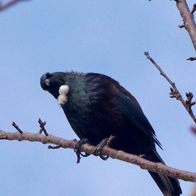 English in New Zeland