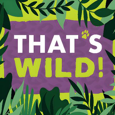 The Jane Goodall Effect: Primates, Tech Recycling, and the Calling of Conservation with Erin Dauenhauer-Decota The Jane Goodall Effect: Primates, Tech Recycling, and the Calling of Conservation with Erin Dauenhauer-Decota