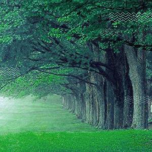 致橡树 To The Oak