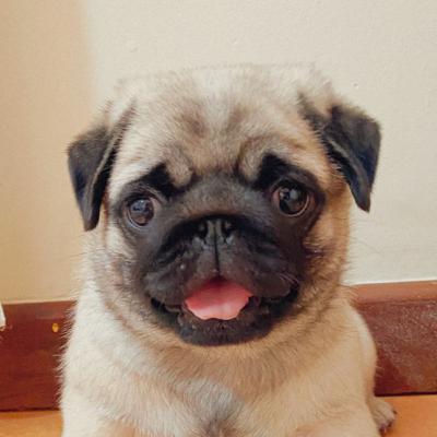 Saúde do Pug