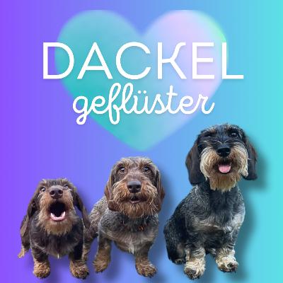 Dackel Update #1: Frühling mit Dackeln, Designfestival & Sauerteig