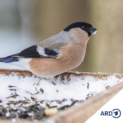 Wintervögel Wintervögel