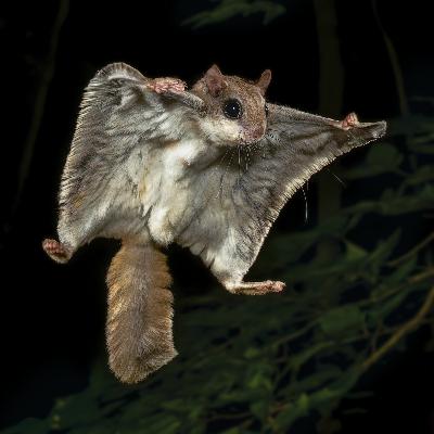 Special Edition: Night Shift Special Edition: Night Shift