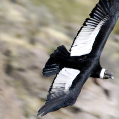 1 El Condor Pasa - Peruvian Song 1 El Condor Pasa - Peruvian Song