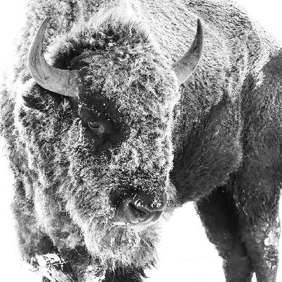 Grabbing The Bull By The Horns : The fascinating world of Bison Ranching. Grabbing The Bull By The Horns : The fascinating world of Bison Ranching.
