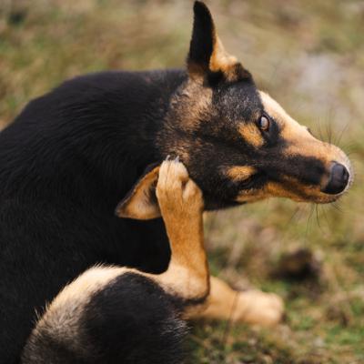 Canine Atopic Dermatitis: Cracking the Code in Diagnosis and Treatment Canine Atopic Dermatitis: Cracking the Code in Diagnosis and Treatment