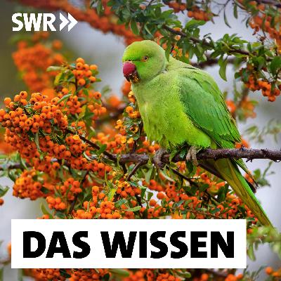 Papageien – Vom exotischen Käfigvogel zur heimischen Tierart Papageien – Vom exotischen Käfigvogel zur heimischen Tierart