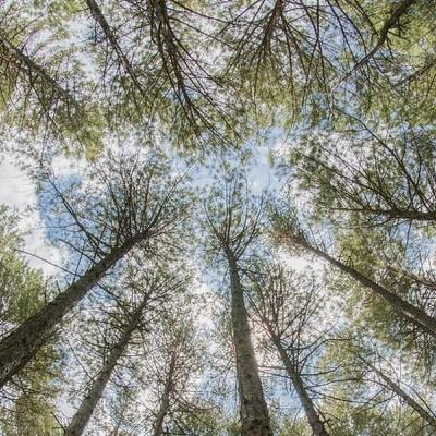 Celebrating National Tree Day