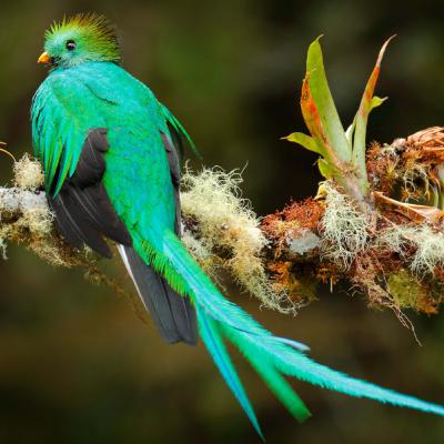 Resplendent Quetzal Resplendent Quetzal
